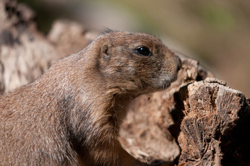 Pr&auml;riehunde (Cynomys)