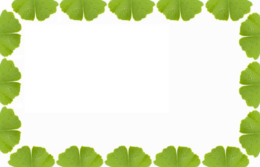 Ginkgorahmen