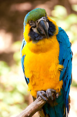 Blue-and-yellow Macaw