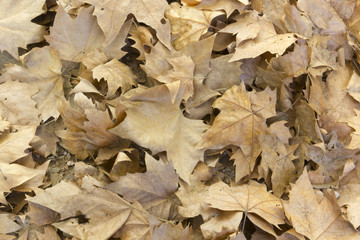 Detail of leaf fall in autumn