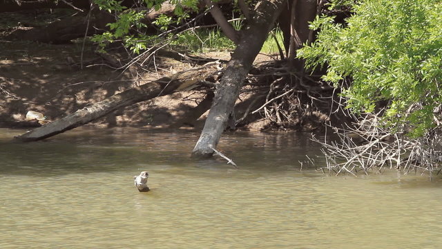 River in forest