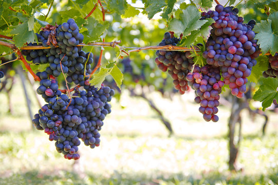 Purple Red Grapes On The Vine