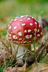 red mushroom