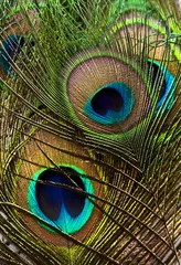Foto op Plexiglas Peacock Feathers © Dawn