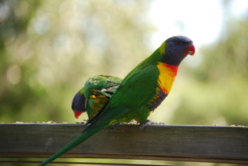 lorrikeets