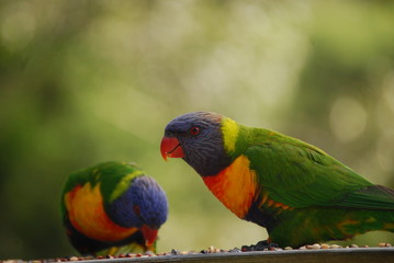 feeding Lorrikeets
