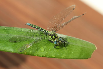 Libelle