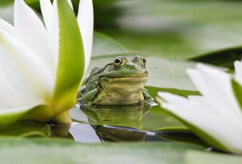 Fotobehang Frog among white lilies © Artur