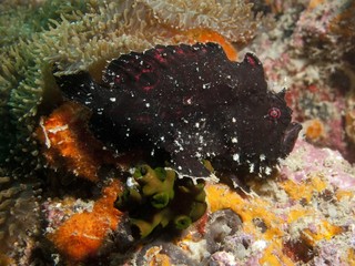 Fototapeta na wymiar Frogfish - Antennarius sp.