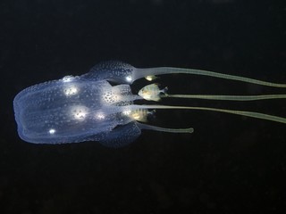 Box Jellyfish - Tamoya haplonema