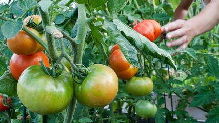 Tomato cluster in the garden