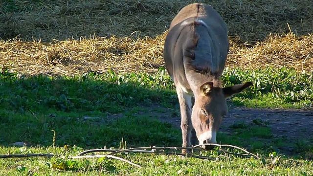 Donkey