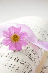 コスモスと楽譜