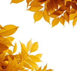 feuilles en automne - feuillage jaune marron