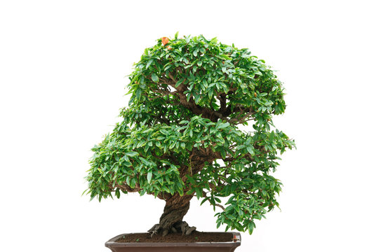 Punica Granatum bonsai tree