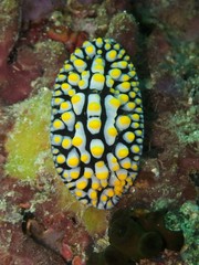Varacose Wart Slug - Phyllidia varicosa