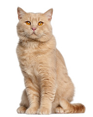 Fototapeta premium British Shorthair cat, 1 year old, sitting