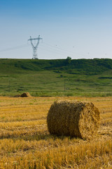 evening field