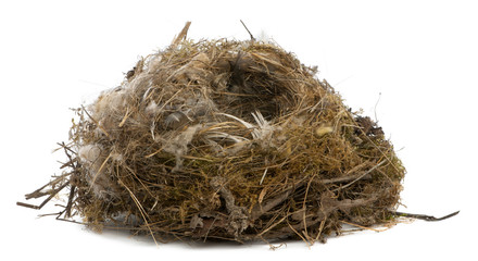 Focus stacking of a Nest of tit in front of white background