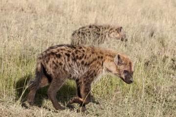 Hyenas in Serengeti National Park, Tanzania, Africa