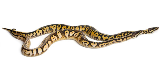 Male and female Pastel calico Royal Python, ball python