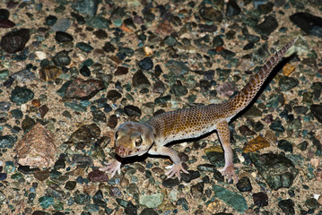 Przewalski's Wonder Gecko