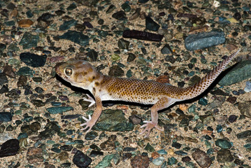 Przewalski's Wonder Gecko