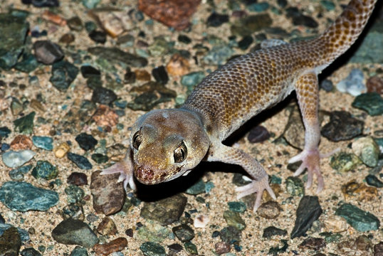 Przewalski's Wonder Gecko