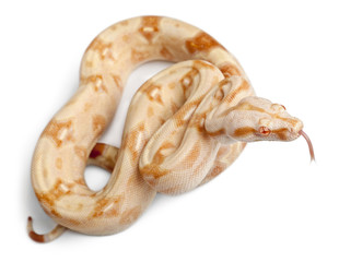 Albinos Boa constrictor, Boa constrictor, 2 months old