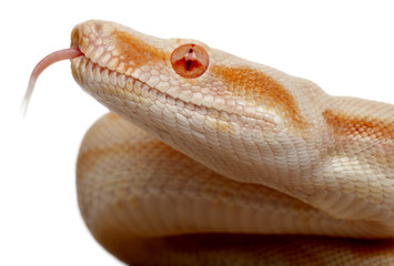 Close-up of Albinos Boa constrictor, Boa constrictor