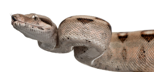Salmon Boa constrictor, Boa constrictor, 2 months old