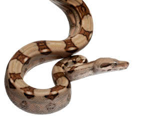 Naklejka premium Salmon Boa constrictor, Boa constrictor, 2 months old