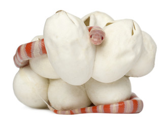 Hypomelanistic milk snake or milksnake