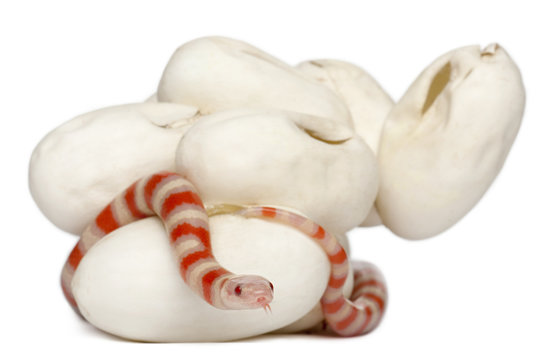 Hypomelanistic milk snake or milksnake