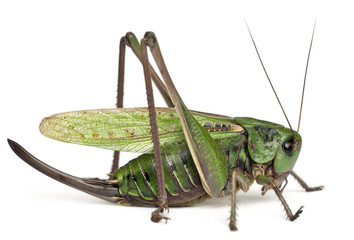 Female wart-biter, a bush-cricket, Decticus verrucivorus