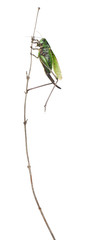 Female wart-biter, a bush-cricket, Decticus verrucivorus