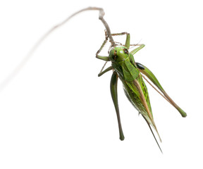 Female wart-biter, a bush-cricket, Decticus verrucivorus