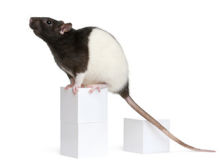 Fancy Rat, 1 year old, sitting on box