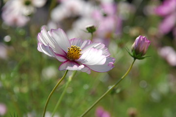 Schmuckkörbchen  (Cosmos bipinnatus )
