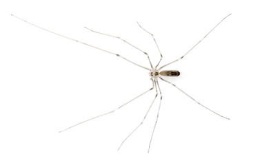 Spider, Holocnemus pluchei, in front of white background
