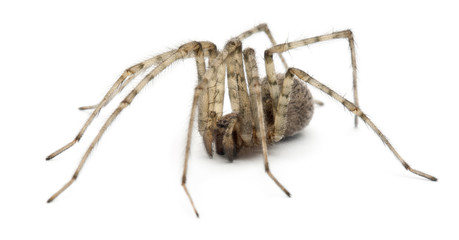 Cardinal spider, Tegenaria parietina