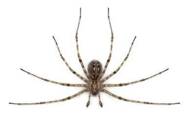 Cardinal spider, Tegenaria parietina