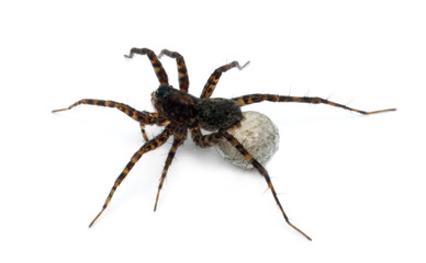 Female Pardosa lugubris carrying her egg-sac