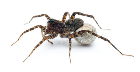 Female Pardosa lugubris carrying her egg-sac © Eric Isselée