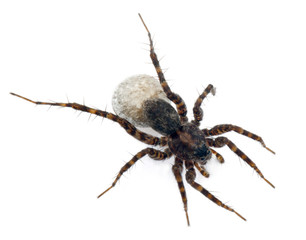 Female Pardosa lugubris carrying her egg-sac
