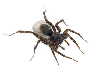 Female Pardosa lugubris carrying her egg-sac