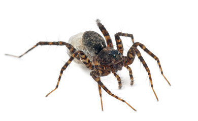 Female Pardosa lugubris carrying her egg-sac
