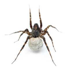 Female Pardosa lugubris carrying her egg-sac