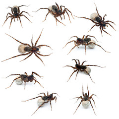 Collage of Female Pardosa lugubris carrying her egg-sac