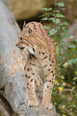 Eurasischer Luchs, European lynx, Lynx lynx